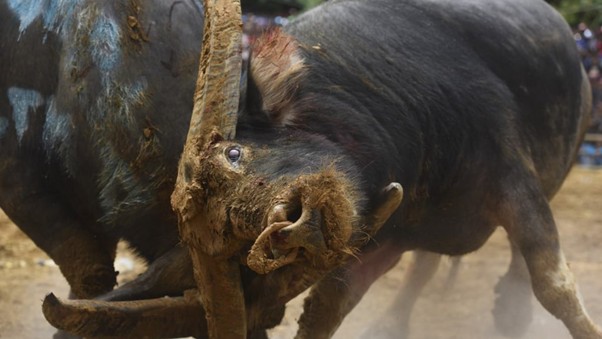 Mapasilaga Tedong: The Amazing Tradition of Buffalo Fighting