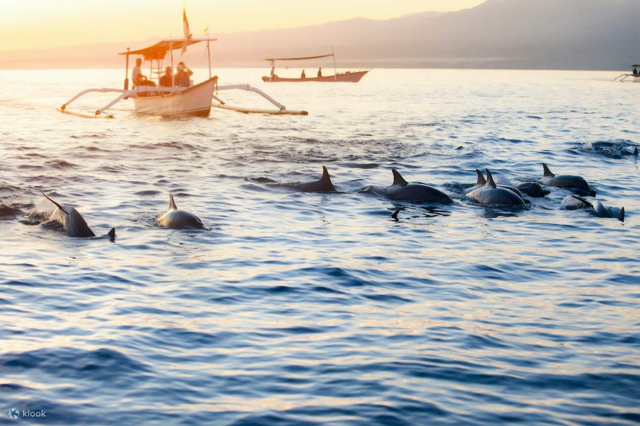 Lovina: Sunrise Dolphin Watching